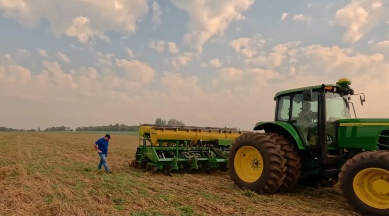 Plantio de milho cresce no Brasil enquanto colheita de soja se mantém estável, revela Datagro