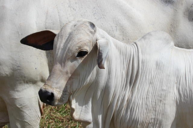 Preço do bezerro nelore atinge maior nível desde 2021, segundo Cepea