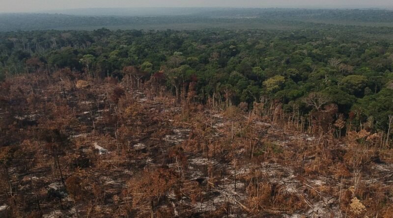 Produção de carne bovina é responsável por 40% da destruição florestal associada ao agronegócio, com Brasil no topo do ranking