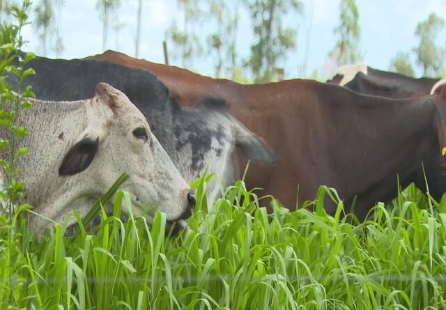Produtores de leite em SP enfrentam queda nos preços e aumento de custos