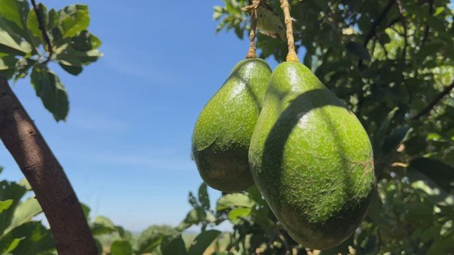 Produtores de Tupã celebram safra recorde de abacate após perdas no ano anterior