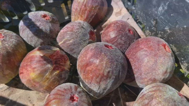 Produtores do Sudoeste de SP se interessam pelo cultivo de figo