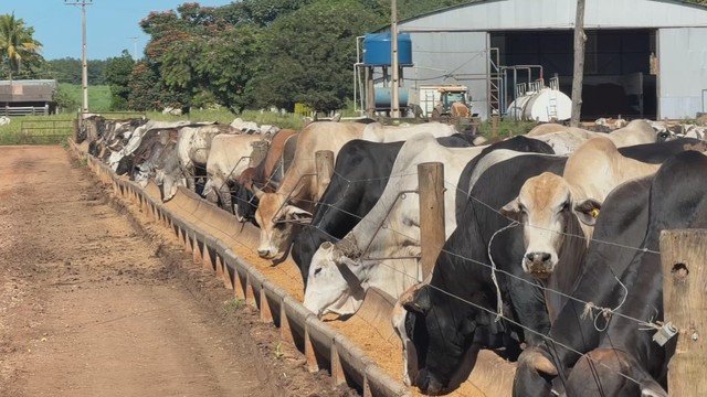Queda na oferta de bezerros eleva custos para pecuaristas
