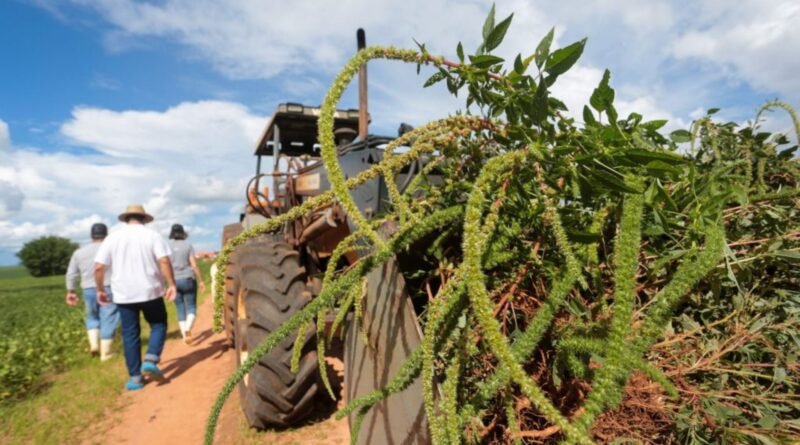 São Paulo regulamenta plano para prevenção, controle e erradicação da praga Caruru-gigante no estado