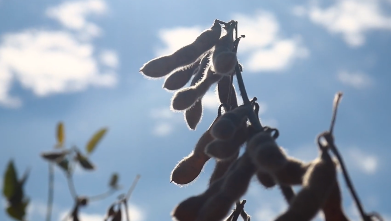 Soja apresenta cotações mistas e negócios paralisados devido a oscilações em Chicago e no dólar