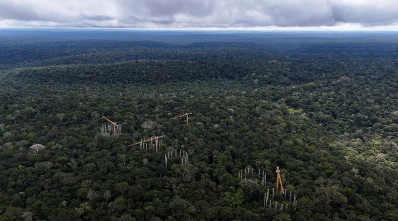 Suspeita de fraude no mercado de carbono exige ações de regulação, afirma secretária da Fazenda
