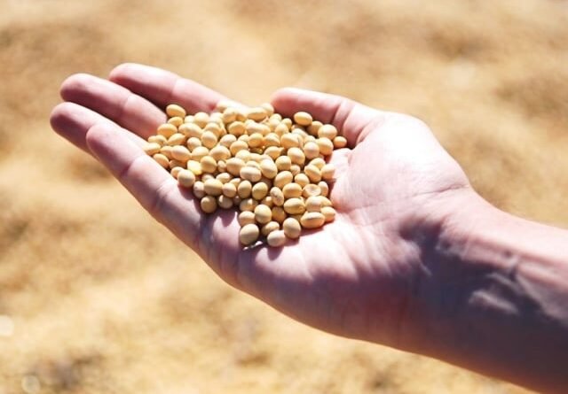 Vendas de soja em segundo plano com mercado estagnado apesar da alta em Chicago