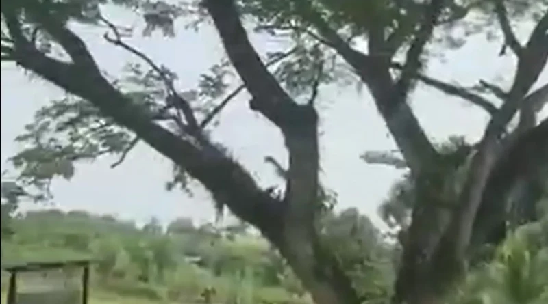 Vídeo revela queda de avião militar na Colômbia que resultou em 66 mortes