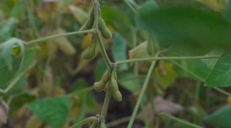 Analista alerta sobre a necessidade de atenção ao timing de venda em meio à instabilidade nos preços da soja