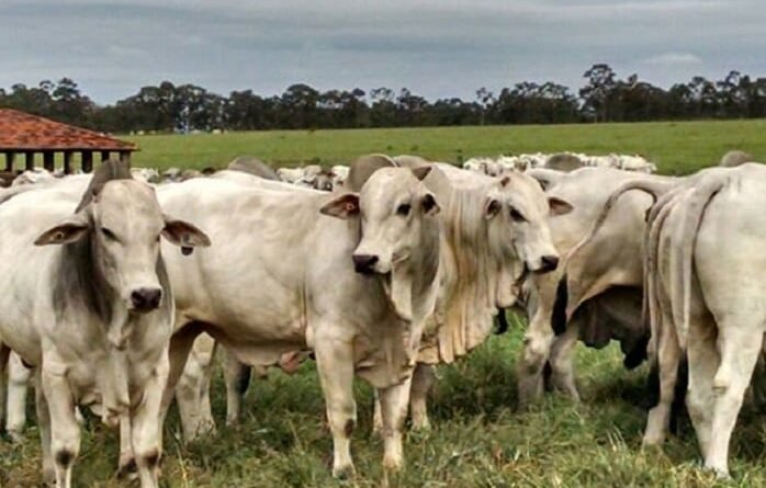 Aumento das exportações para a China e oferta limitada elevam preço do boi gordo