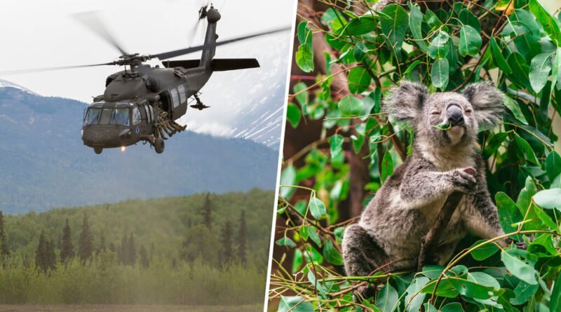 Austrália decide abater 750 animais queridos em ação controversa para proteger espécies nativas