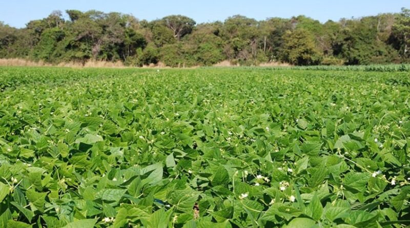 BiomaPhos impulsiona produtividade do feijão no Cerrado em 17%
