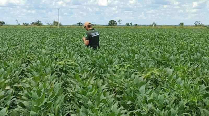 Braquiária aumenta produtividade da soja em até 15% e melhora saúde do solo, revela estudo da Embrapa