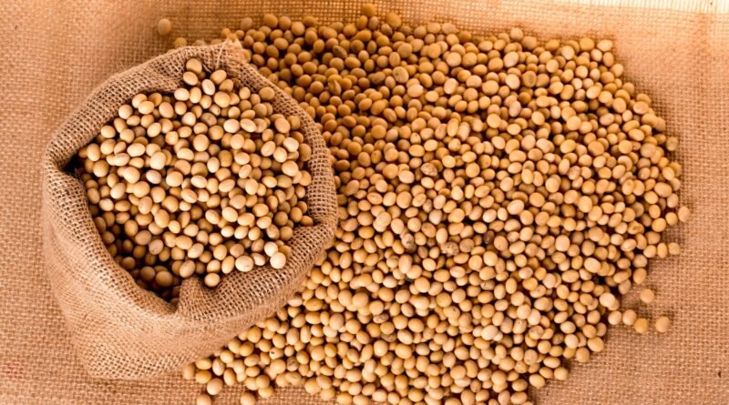 Brasil se aproxima de novo recorde com safra histórica de soja