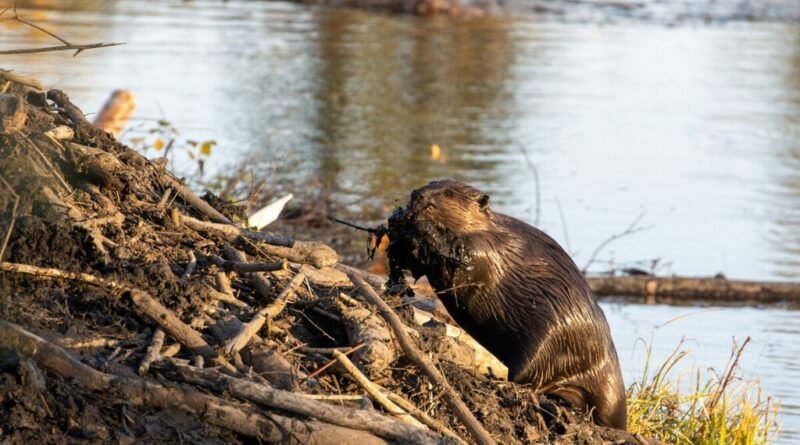 Castores soltos no rio Ebro em 2003 chegam à Catalunha