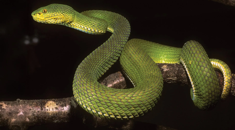 Cientistas identificam nova espécie de serpente com características de múltiplas espécies distintas
