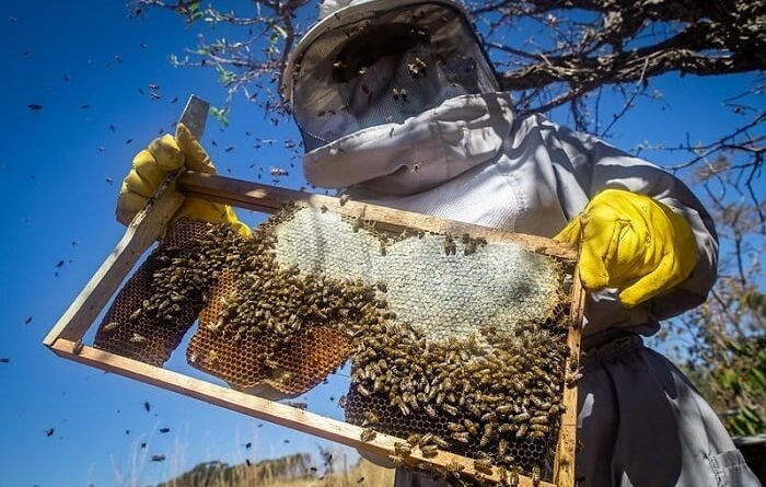 Curso do Senar promove integração entre apicultura e produção de soja