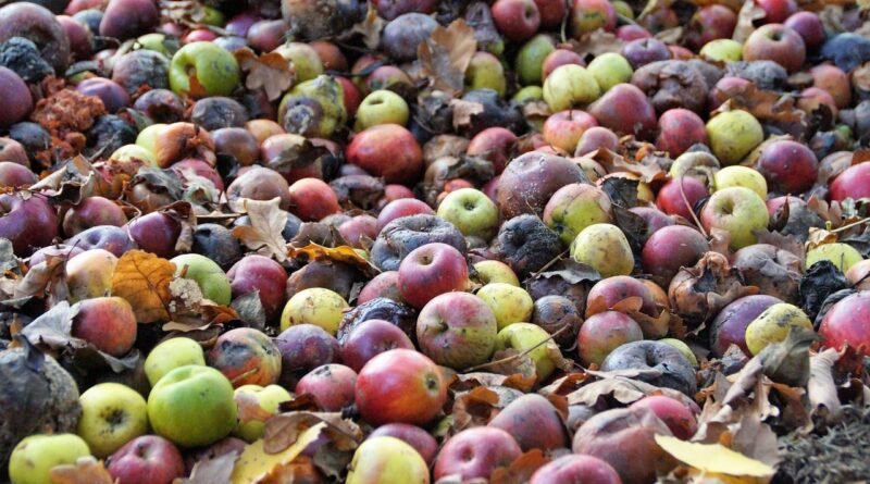 Desperdício global de alimentos pode chegar a US$ 540 bilhões em 2026, aponta pesquisa