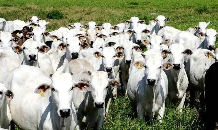 Dia do Boi sinaliza nova fase na pecuária com foco na sanidade