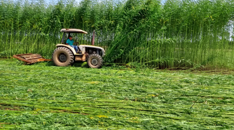 Embrapa investe em planta para restauração de solos no cultivo de arroz e feijão