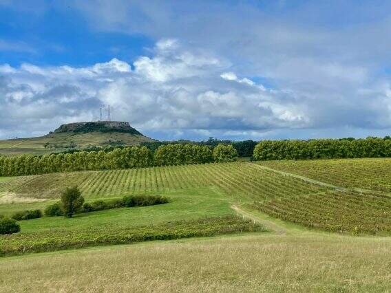 Enoturismo cresce na Campanha Gaúcha, segunda maior região produtora de vinhos do Brasil