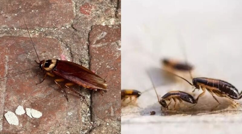 Especialistas alertam sobre como evitar a atração de baratas em casa