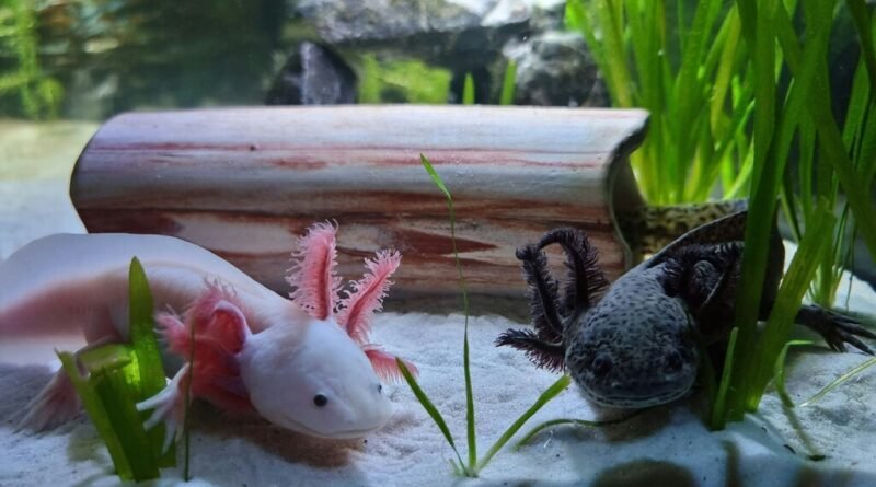 Estudo revela que fofura de espécies inusitadas pode ser chave para regeneração de membros humanos