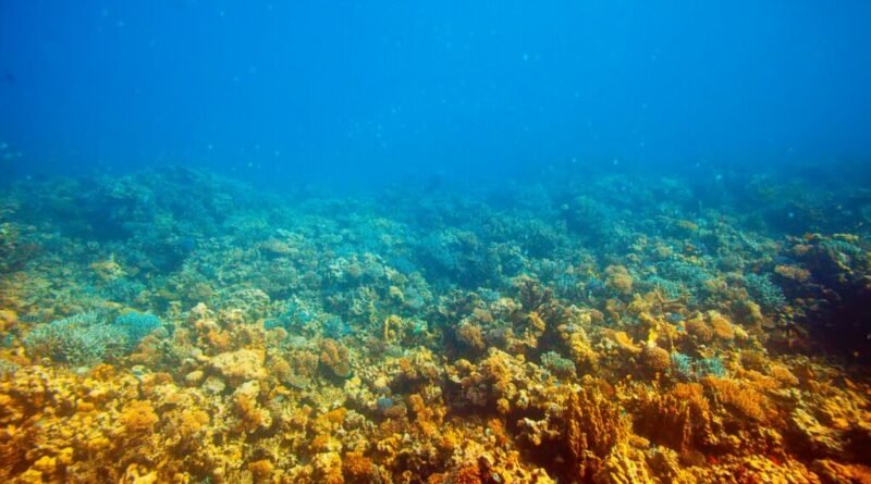 Exploradores atingem 2.500 metros de profundidade no fundo do mar e revelam descobertas surpreendentes