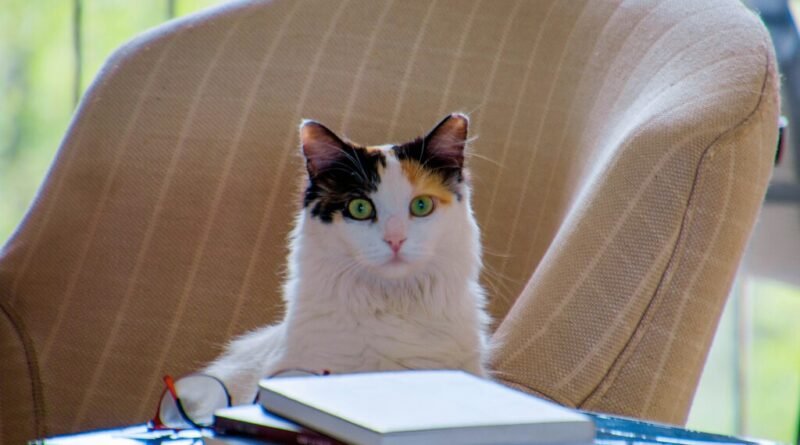 Gato prefere se acomodar em notebook e roteador por motivos simples e donos podem estar errando com o animal