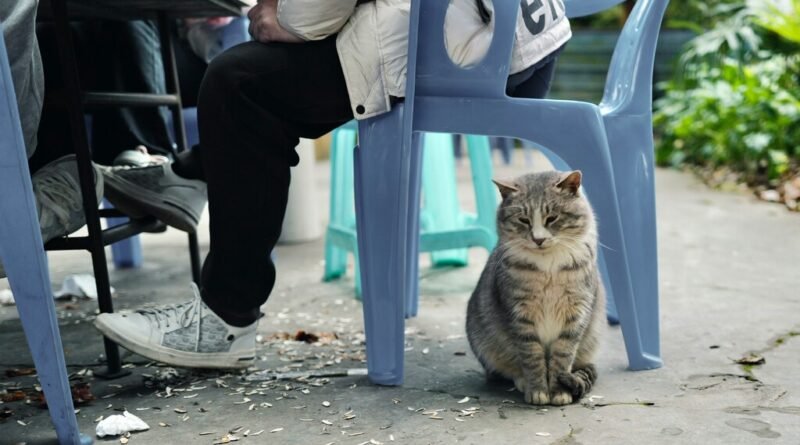 Gato se senta no lugar do dono ao se levantar e comportamento revela afeto