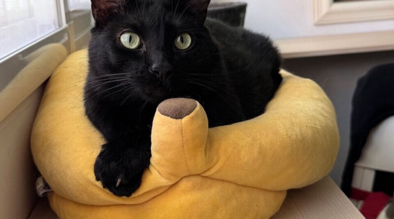 Gato sozinho em casa: tempo máximo é menor do que se imagina