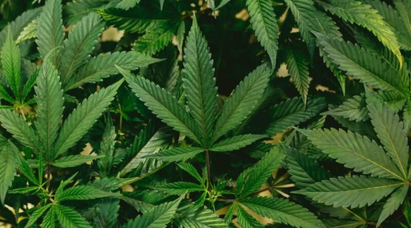 Governo Trump reclassifica maconha como substância de menor risco