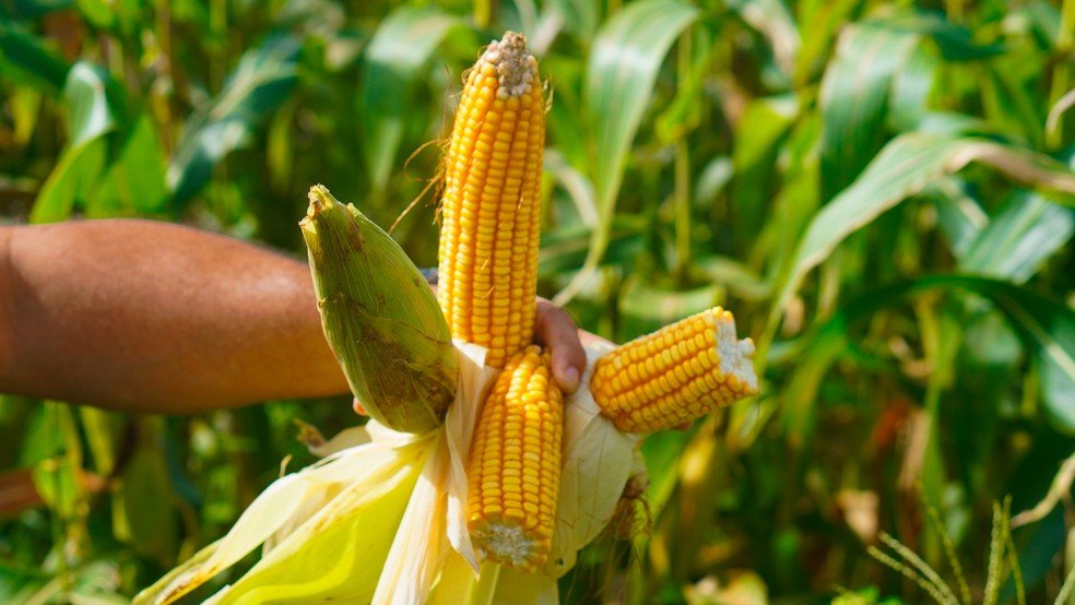 Produção de soja e milho em Macapá – Exportação para a Guiana Francesa