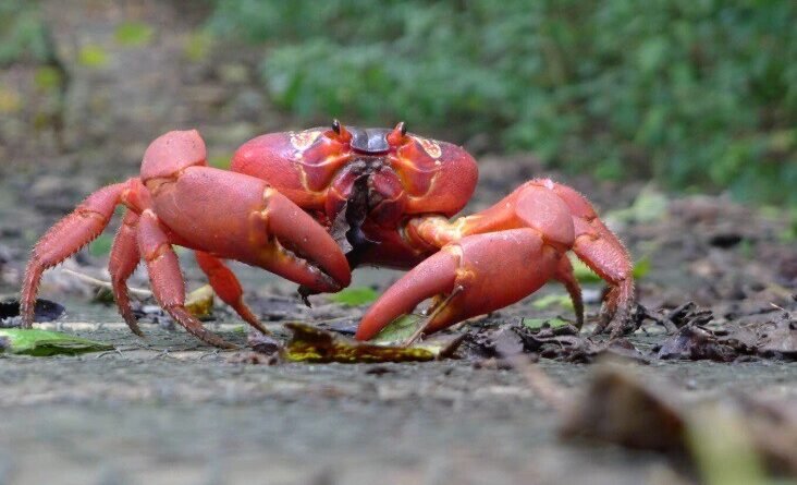 Ilha Christmas com 1.500 habitantes e 120 milhões de caranguejos é considerada pelo Google como local ideal para novo cabo submarino