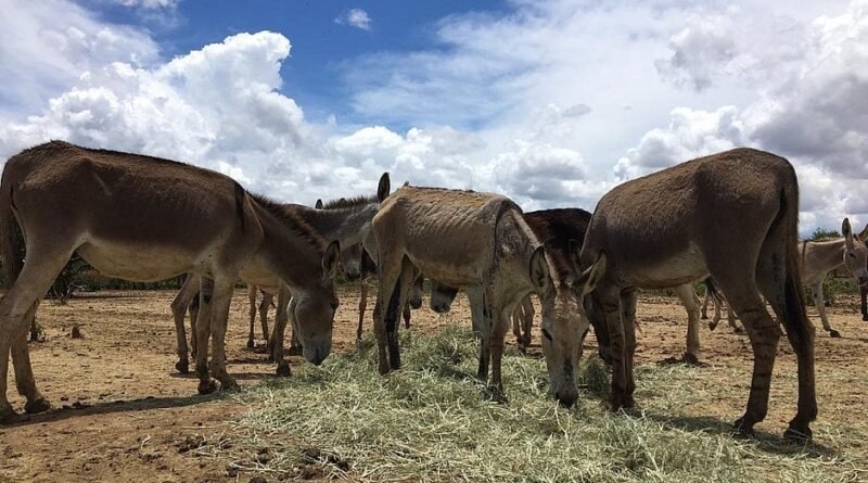 Levantamento indica que a população de jumentos no Brasil pode ultrapassar 730 mil animais