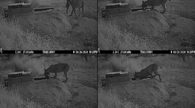 Mães linces lavam suas caças em água antes de entregá-las aos filhotes, mas motivo permanece desconhecido