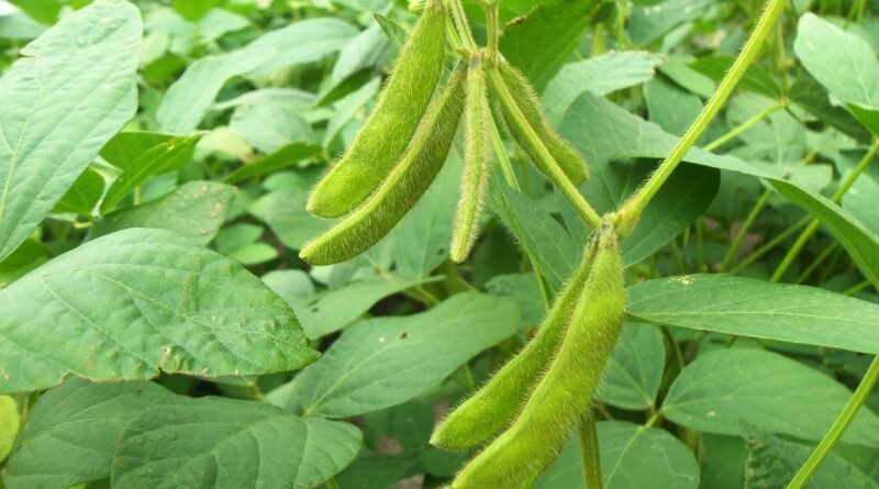 Março travado na soja revela impasse entre produtores e compradores e restringe negócios