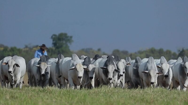 Mato Grosso atinge recorde com exportação de 251,83 mil toneladas de carne bovina no primeiro trimestre, segundo Imac