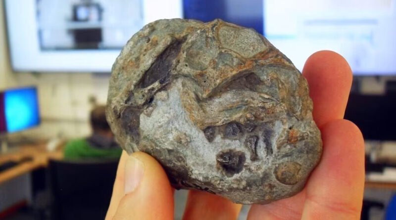 Nova descoberta fossil revela que mamíferos podiam colocar ovos, desafiando conceitos sobre evolução