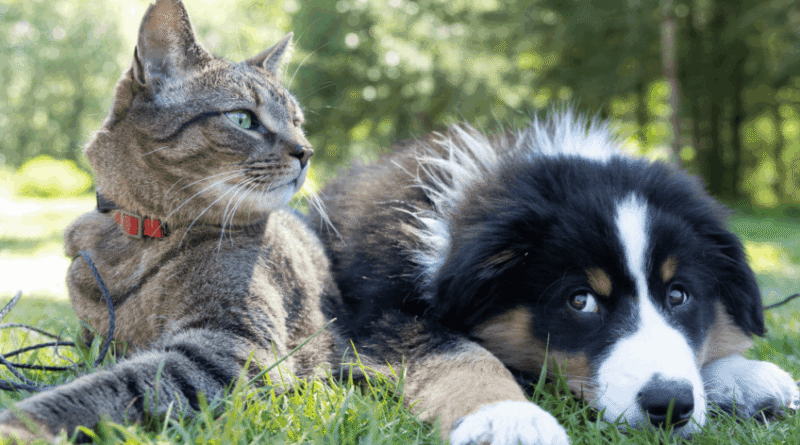 Nova lei estabelece diretrizes para custódia compartilhada de animais em casos de divórcio