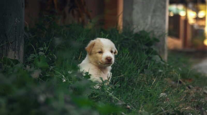 Novos estudos revelam que a domesticação de cães ocorreu 5 mil anos antes do que se acreditava, antes da invenção da agricultura pelo homem
