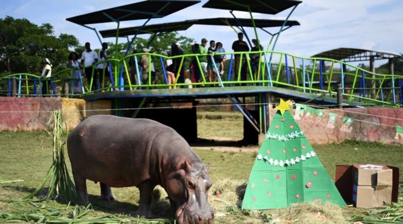 Países se opõem à presença de hipopótamos de Pablo Escobar por preocupações com mutação genética