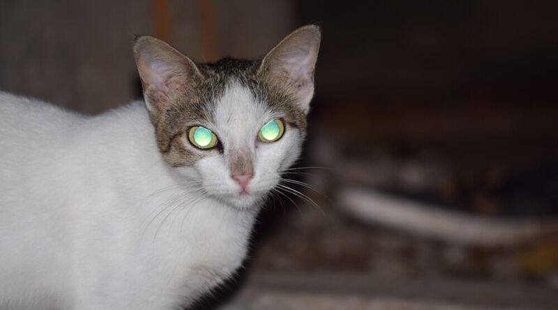 Pesquisa científica revela novos aspectos da visão noturna dos gatos que surpreendem especialistas
