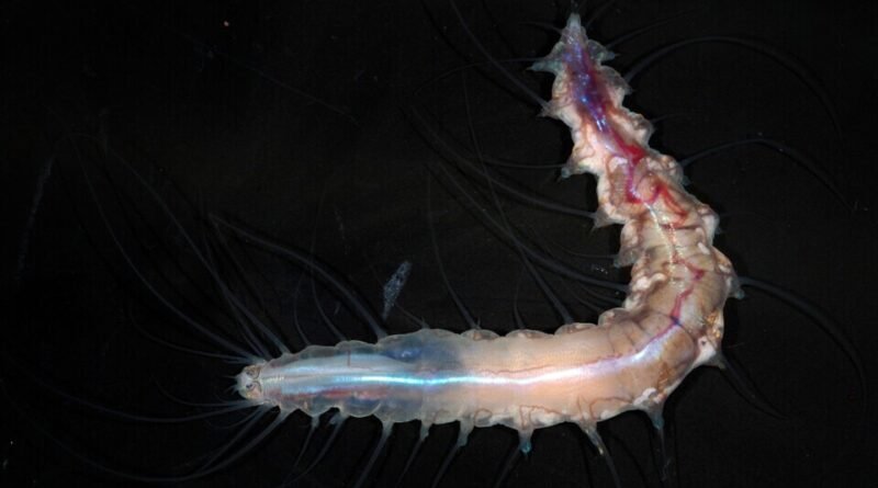 Pesquisadores encontram castelo de vidro no mar próximo ao Japão, revelando o desconhecimento sobre os oceanos