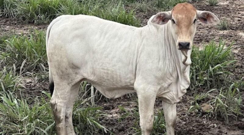 Preço do bezerro se aproxima de recorde com valorização do boi gordo, aponta Cepea
