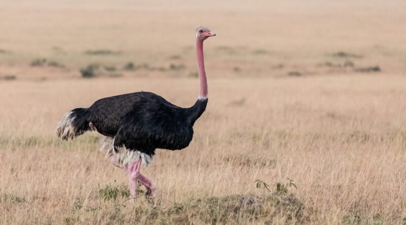 Produtor brasileiro lucra com mercado de avestruz, vendendo ovo a R$ 150 e couro mais caro que o de boi