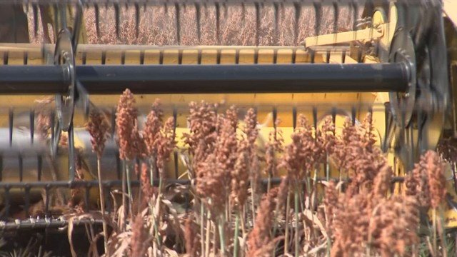 Produtores do noroeste paulista investem no sorgo como alternativa pós-colheita da soja