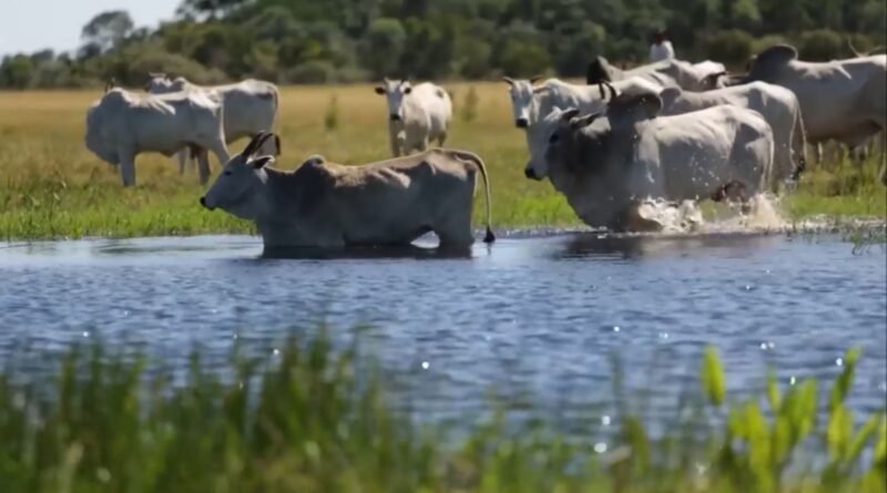 Produtores do Pantanal devem se atentar à demarcação de áreas da União e seus impactos