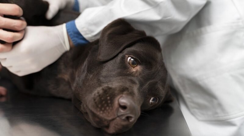 Projeto estabelece rede de resgate e atendimento emergencial para animais