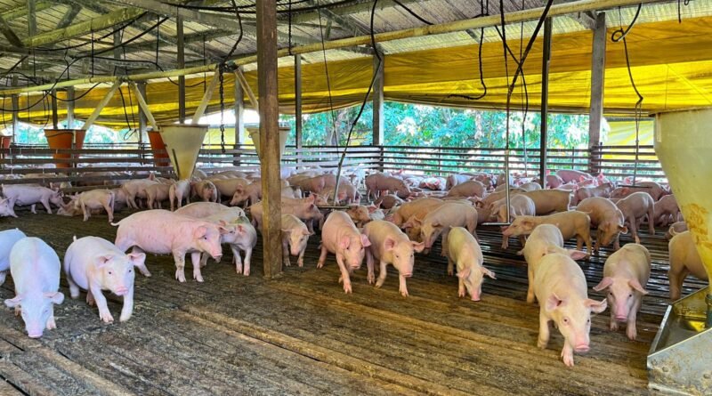 Quaresma reduz demanda e mantém preços do suíno sob pressão